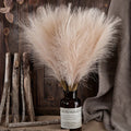 Dune Pampas Plumes